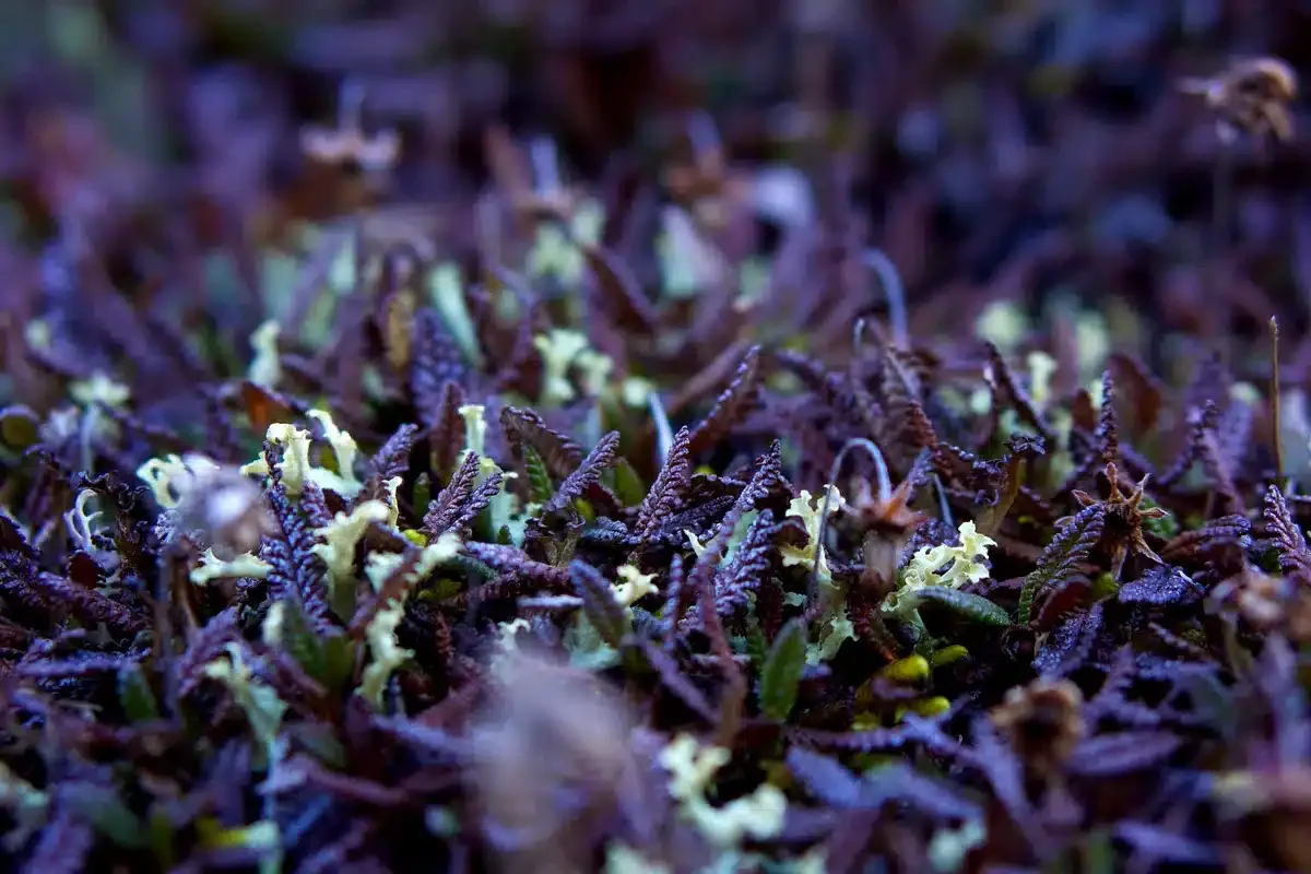 Primer plano de una alfombra de pequeñas plantas de tonos violetas y verdes