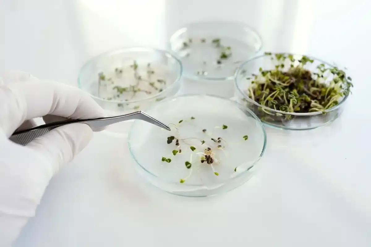 Mano con guante que manipula brotes de plantas en placas de Petri con unas pinzas