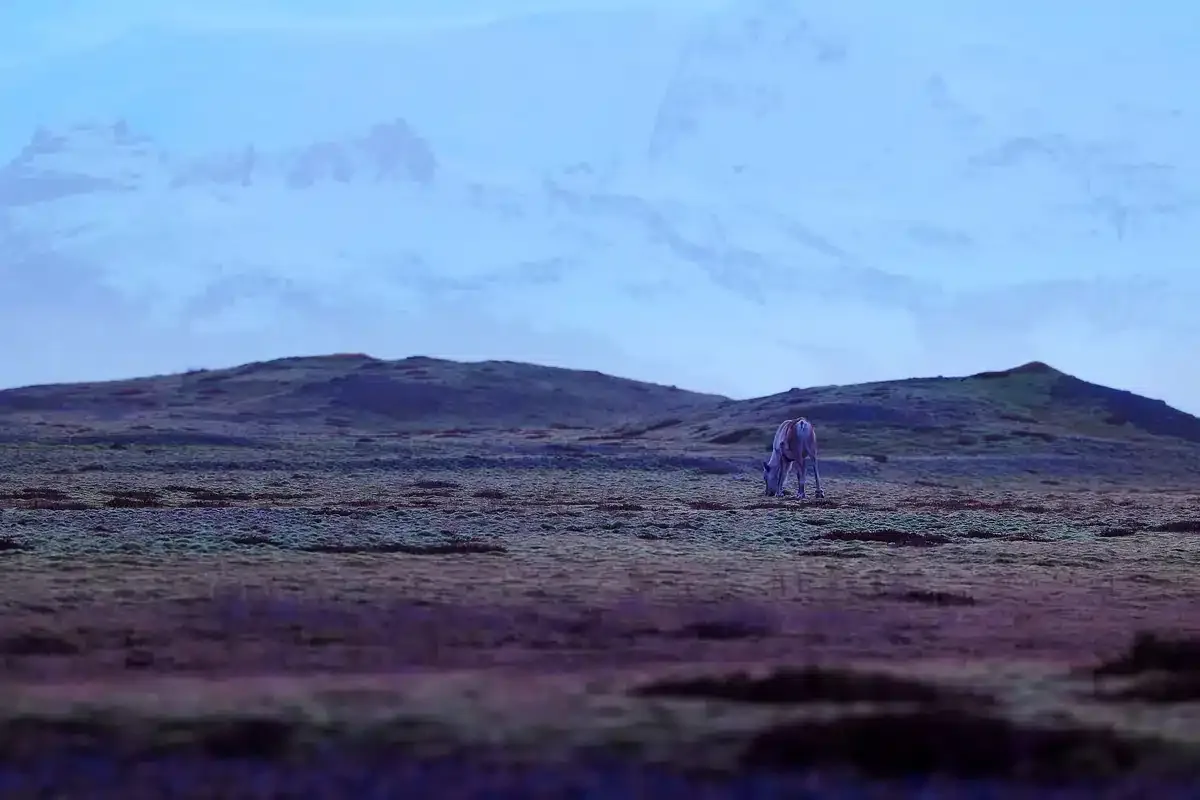 Llanura de pasto bajo con colinas al fondo bajo un cielo azulado y un animal a lo lejos