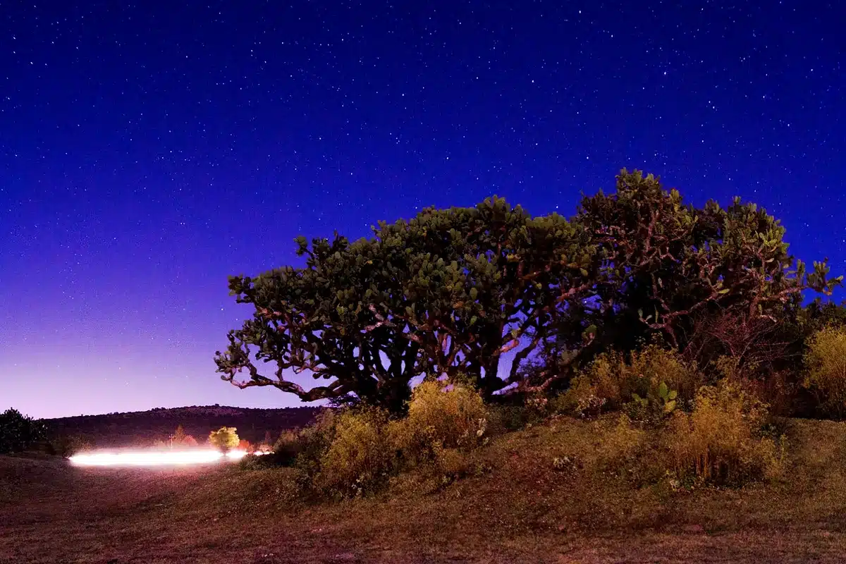 Árboles bajo un cielo nocturno azul con estrellas y una estela de luz en el horizonte